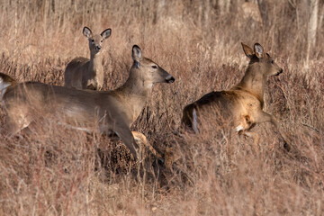 White-tailed Deer (Odocoileus virginianus) Group in Motion Through Autumn Grassland