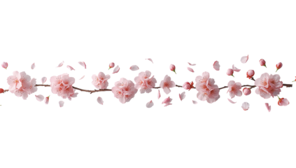 Elegant scattering of pink blossoms and petals on a stark isolated transparent background, floral
