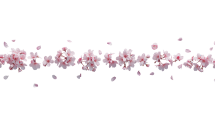 Delicate pink cherry blossoms floating gracefully, a cascade of floral beauty on transparent