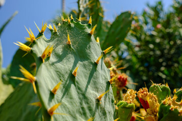 close-up of flowering cactus under sunlight