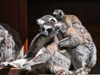 Obraz premium protected primate lemurs in natural habitat