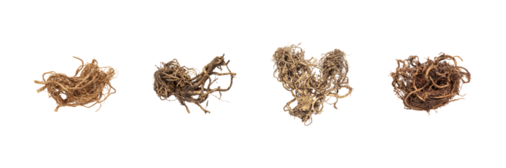 Dried Plant Roots Collection Set. Natural Herbal Remedies And Botanical Study Collection Isolated On Transparent Background