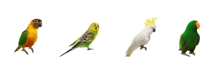Colorful Parrot Species Set. Exotic Bird Diversity And Avian Beauty Collection Isolated On Transparent Background