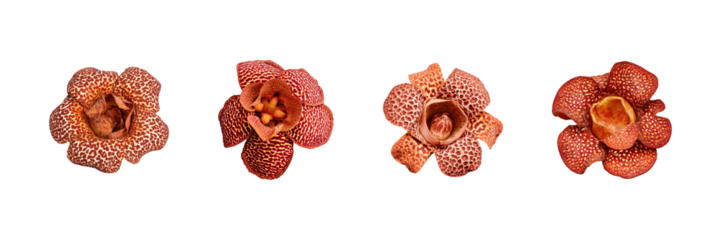 Rafflesia Flower Variations Set. Exotic Botanical Study Collection Isolated On Transparent Background