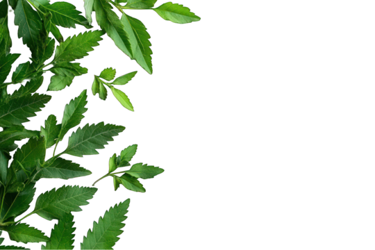 Green leafy border on transparent background botanical element