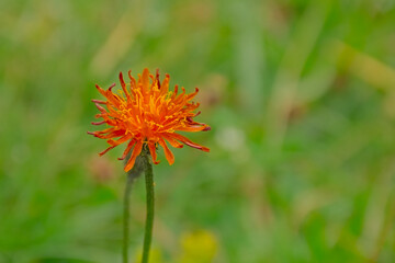  Bright orange fox-and-cubs flower , selective focus with green bokeh background - Pilosella aurantiaca 