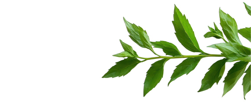 Green leafy branch transparent background nature botanical fresh foliage plant growth herb isolated copy space element