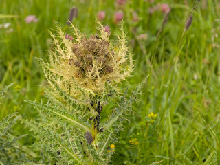 Spiniest thistle flower in an alpine meadow, selective focus - Cirsium spinosissimum 