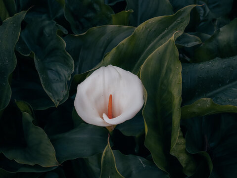 Flora from a Deep Forest  in Idukki, Kerala 