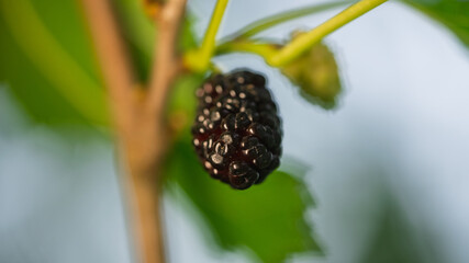Mulberry tree's fruit.