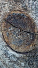 A close look at the texture of an old board.