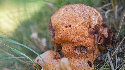 Close-up of liverwort mushroom.