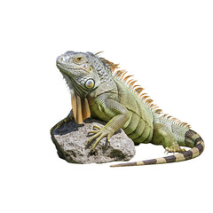 Fototapeta premium iguana isolated on transparent background