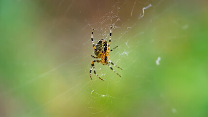 A cross spider on its web.