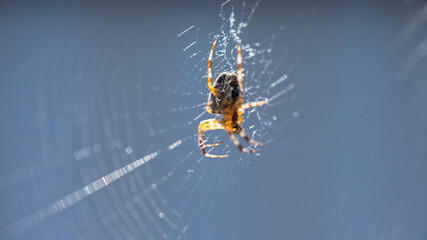 The spider weaves a web.