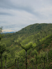 Obraz premium Tea plantations in Devala, Tamilnadu