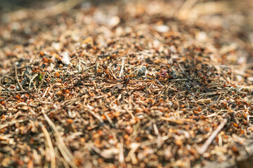 Part of an anthill with ants.
