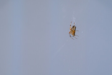 Side view of a forest spider.