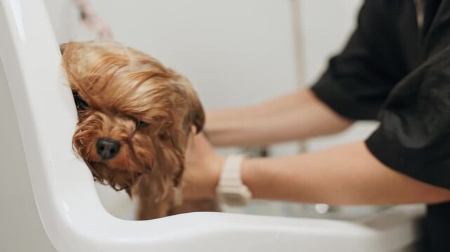 Beautiful and cute Yorkshire terrier being groomed, bathed and dried with a hair dryer, dog hair care
