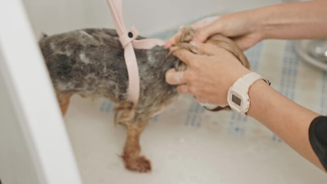 Beautiful and cute Yorkshire terrier being groomed, bathed and dried with a hair dryer, dog hair care