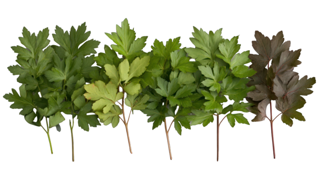 Green leaves isolated transparent background nature concept