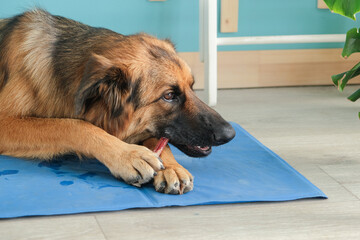 german shepherd dog eating dry beef penis treat lying at rug at home