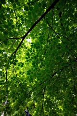Fototapeta premium Forest Symphony Sunlight filters through a dense canopy of diverse trees, creating a cathedral of light and shadow. View from below looking up through a dense forest canopy, with strong beams of