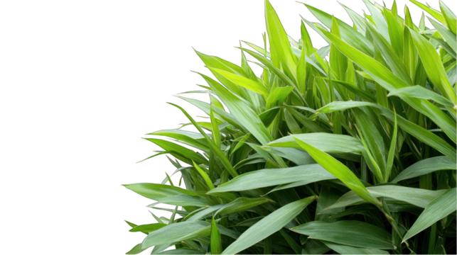 Green leaves plant on transparent background fresh foliage nature element