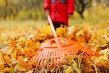 A young child in a red jacket gathers vibrant yellow leaves with a large rake in a park on a sunny autumn afternoon