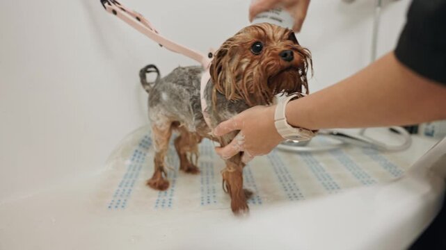 Beautiful and cute Yorkshire terrier being groomed, bathed and dried with a hair dryer, dog hair care