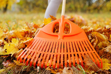 A person rakes bright orange leaves in a park on a sunny autumn day, surrounded by trees with yellow and red foliage