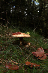 Pilz im Herbstwald