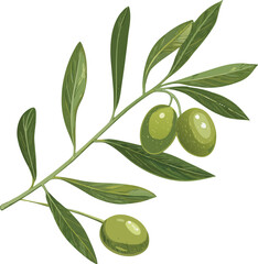 Green olive branch with three olives leaves