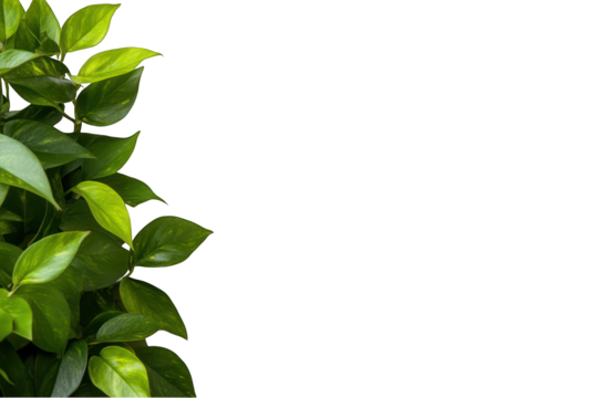Green pothos plant leaves isolated on transparent background botanical stock image