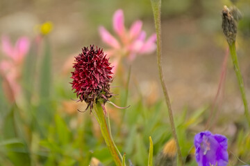  Chocolate orchid closeup, slective focus with bokeh background - Gymnadenia nigra 