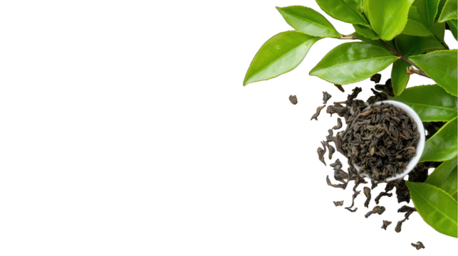 Green tea leaves and dried tea arrangement on transparent background