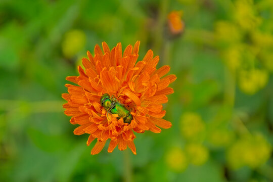 Green dock beetle on an orange hawksbeard flower, selective focus - Gastrophysa viridula / crepis aurea 