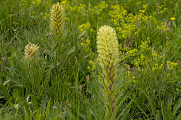 Yellow bellflower in a green mountain meadow, selective focus - Campanula thyrsoides 