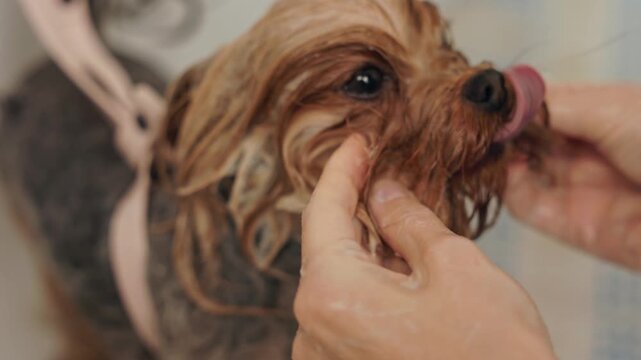 Beautiful and cute Yorkshire terrier being groomed, bathed and dried with a hair dryer, dog hair care