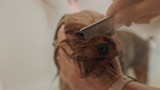 Beautiful and cute Yorkshire terrier being groomed, bathed and dried with a hair dryer, dog hair care