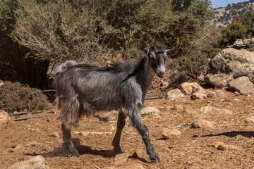 hillside goat with a golden bell hanging around his neck, surrounded by rugged cliffs and Mediterranean nature at hagvas gorge Crete, Greek Islands, Greece, Europe 
