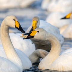 Obraz premium Swans sharing a meal