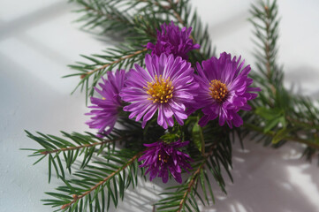 Purple asters and spruce branches in sunlight, autumn bouquet