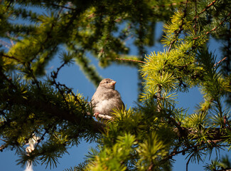 Female house sparrow sitting on a larch tree on a sunny day