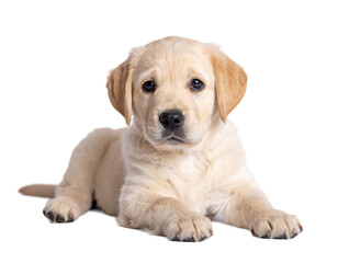 Adorable Golden Retriever Puppy Portrait with Soft Fur and Bright Eyes