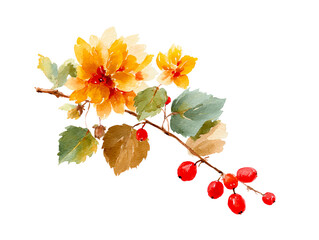  Hand painted Yellow flower branch with red berries watercolor, isolated on transparent cutout background