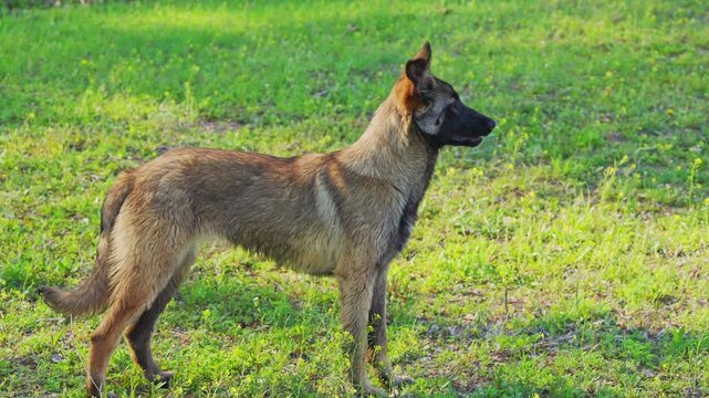Close-up of a Chinese Malinois dog breed