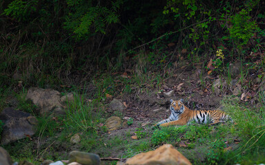 Wild Bengal tigress, daughter of Paarwali, walking confidently on riverbed stones in Corbett National Park, India. Majestic big cat captured in natural forest habitat, ideal for wildlife.