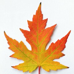 Fototapeta premium autumn maple leaf