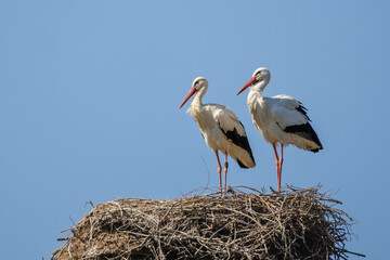 Weißstorchenpaar 36